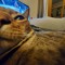 Gavin