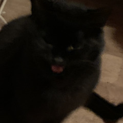 Jakob