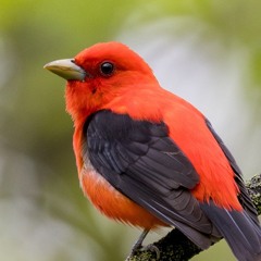 Robin Burd