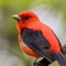 Robin Burd