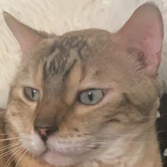 catman