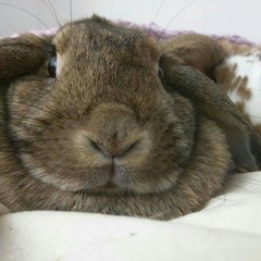 fluffeh bunneh