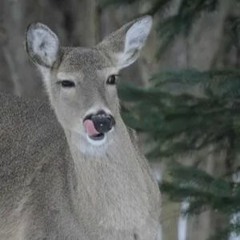 Kay