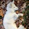 🐾 **Winter** 🐾