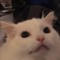 Neko