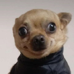 재 준