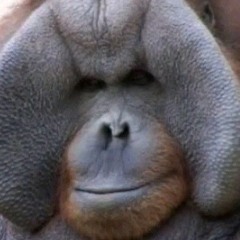 GORILLA