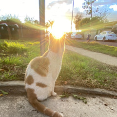 MEOWTTHEW