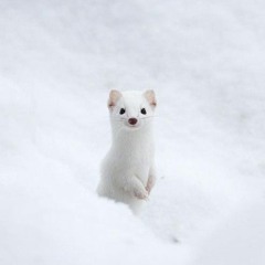 Lil Winter