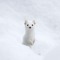 Lil Winter