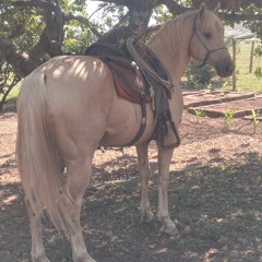 iai du e nois kk