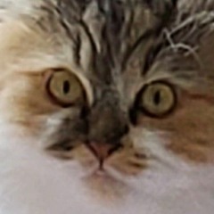 SU