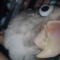 sillywilly