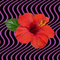 redsunz