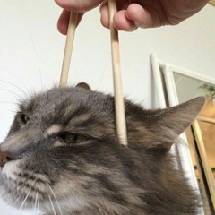 dorotimelin