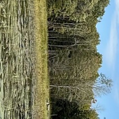 Through the ᥅ꫀꫀᦔᦓ ∿ ∿