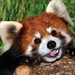 un panda roux