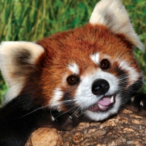 un panda roux’s avatar