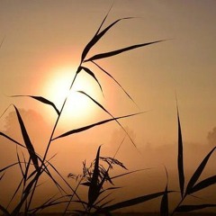 Tân