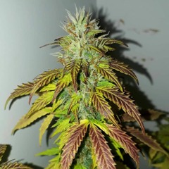 Dodz Kush