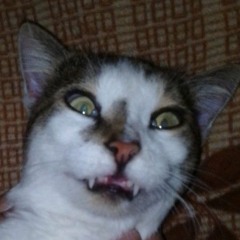 Антон Макушенко