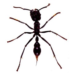 DJ Bullet Ant