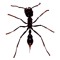 DJ Bullet Ant