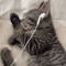 Meow