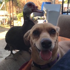 Mel