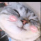 taylorthebot