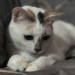 nxu
