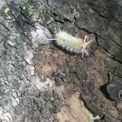 stompy & the smokers