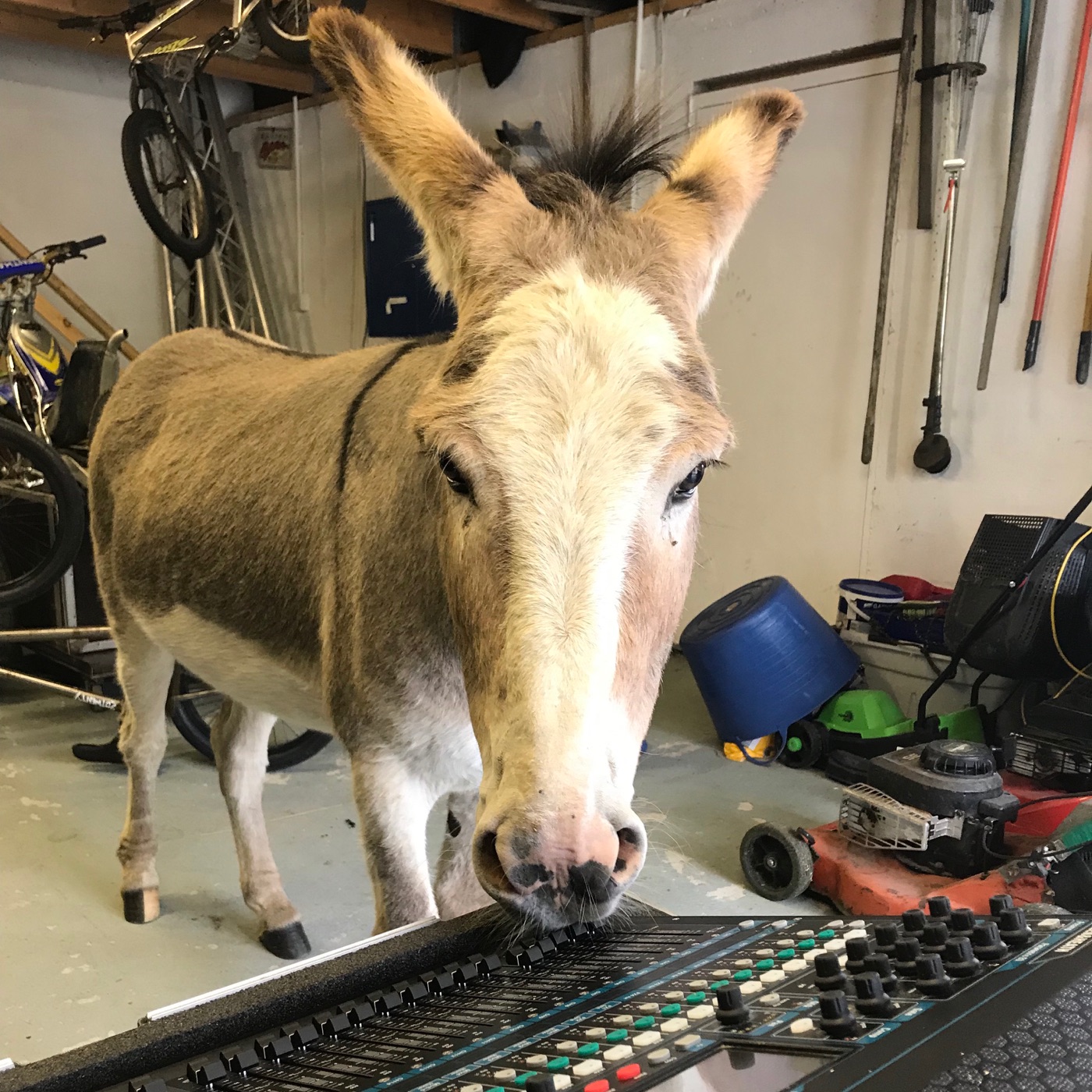 Deeside Donkeys