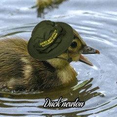 Duck in ranger hat