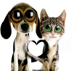 санясигмагуччи