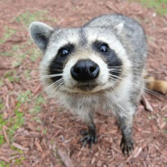piiuz