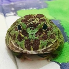 froggomann