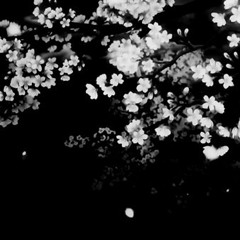 (CGN7)