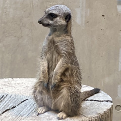 マンマミーア