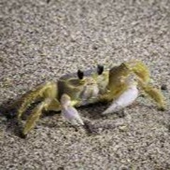Local Crab ₊˚ ☁️⋅♡𓂃 ࣪ ִֶָ☾.