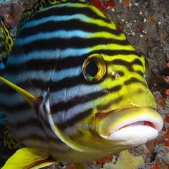 Oriental Sweetlips