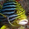Oriental Sweetlips