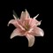 Rahaf