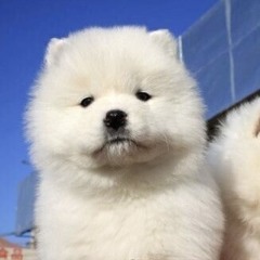 はむ하무🦊❄️北海道