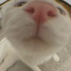 Loly