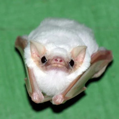 bat boy bat man bat bat