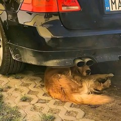 Apostlenes hester og det store intet