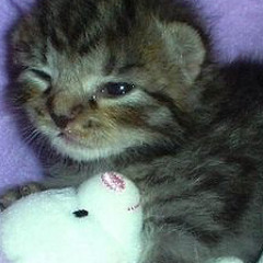 wanted to be a kitten