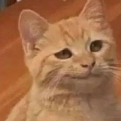 cat__shelby