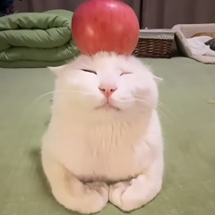 mqsny
